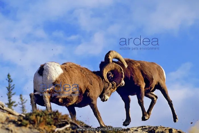 : Bighorn Sheep - rams butt heads : Bighorn Sheep - rams butt heads