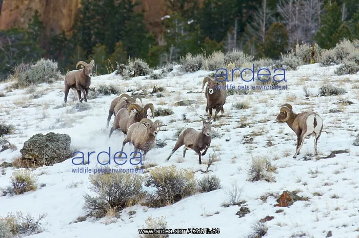 : Bighorn Sheep. Rams chasing ewe that they think : Bighorn Sheep. Rams chasing ewe that they think