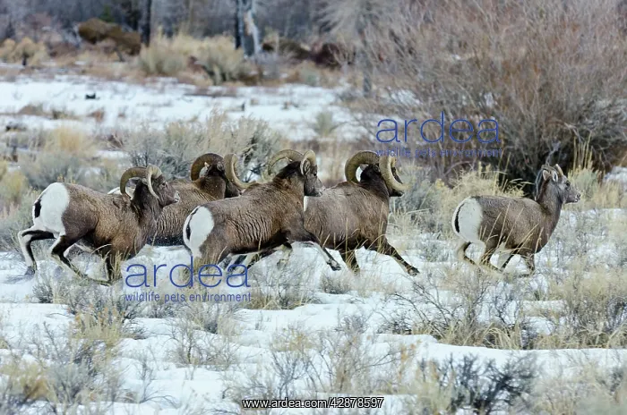 : Bighorn Sheep. Rams chasing ewe that they think : Bighorn Sheep. Rams chasing ewe that they think