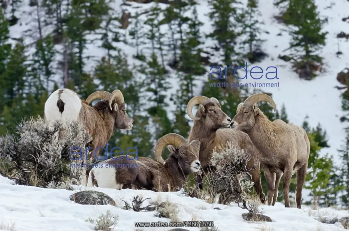 : Bighorn Sheep. Rams gather on hillside snow in winter : Bighorn Sheep. Rams gather on hillside snow in winter