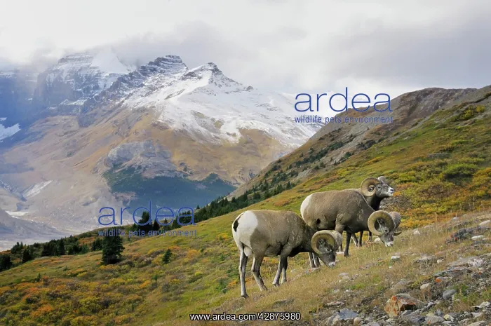: Bighorn Sheep Rams - grazing in subalpine meadow : Bighorn Sheep Rams - grazing in subalpine meadow
