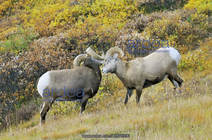 : Bighorn Sheep Rams - larger ram showing dominance : Bighorn Sheep Rams - larger ram showing dominance