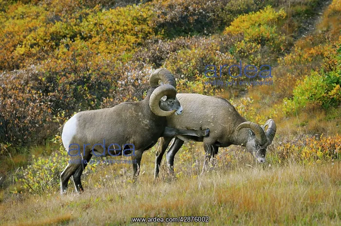 : Bighorn Sheep Rams - larger ram showing dominance : Bighorn Sheep Rams - larger ram showing dominance