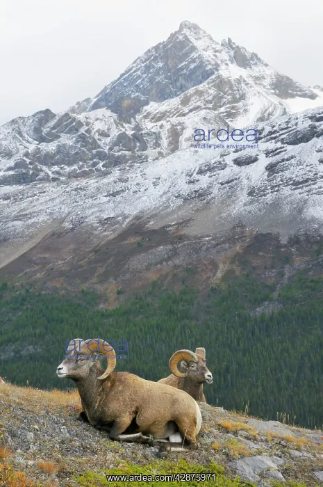 : Bighorn Sheep Rams - lying down : Bighorn Sheep Rams - lying down