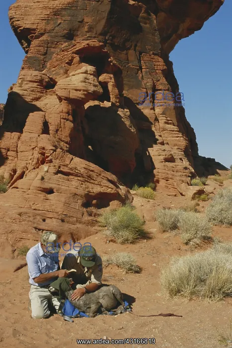 : Bighorn Sheep Relocation : Bighorn Sheep Relocation
