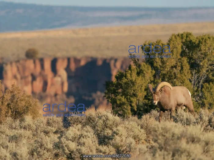 : Bighorn sheep along Rio Grande Gorge, New Mexico : Bighorn sheep along Rio Grande Gorge, New Mexico