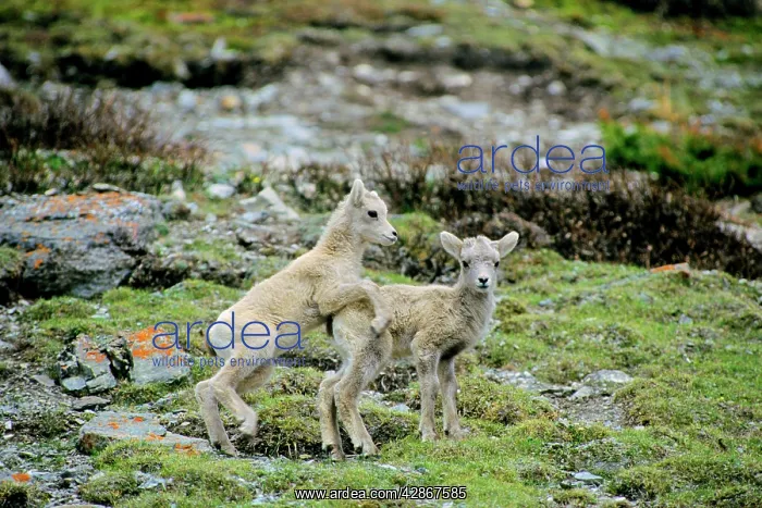  : Bighorn Sheep - Young lambs playing, June