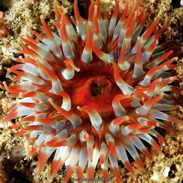 : Bighorn water lily (Urticina felina), Maharees Islands dive : Bighorn water lily (Urticina felina), Maharees Islands dive