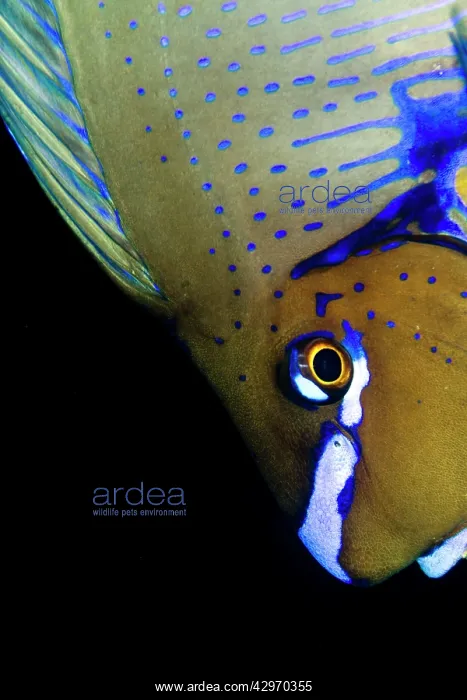 : Bignose Unicornfish : Bignose Unicornfish
