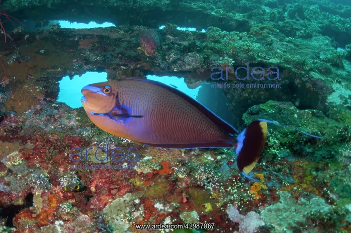 : Bignose Unicornfish - Liberty Wreck dive site, Tulamben : Bignose Unicornfish - Liberty Wreck dive site, Tulamben