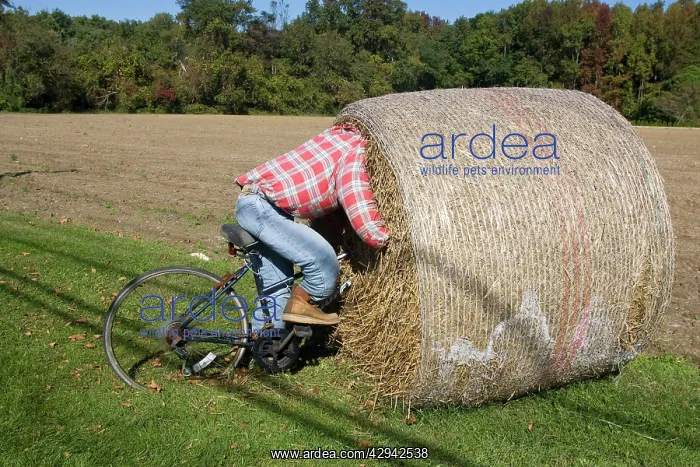  : Bike Riding into hay bail