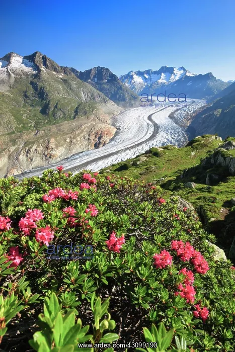 : Bike trail Moosfluh, Wannenhnrner and Aletsch glacier : Bike trail Moosfluh, Wannenhnrner and Aletsch glacier