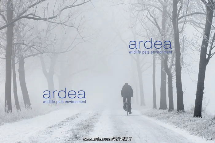 : A biker cycles on a snow-covered road under a frosted hedge : A biker cycles on a snow-covered road under a frosted hedge