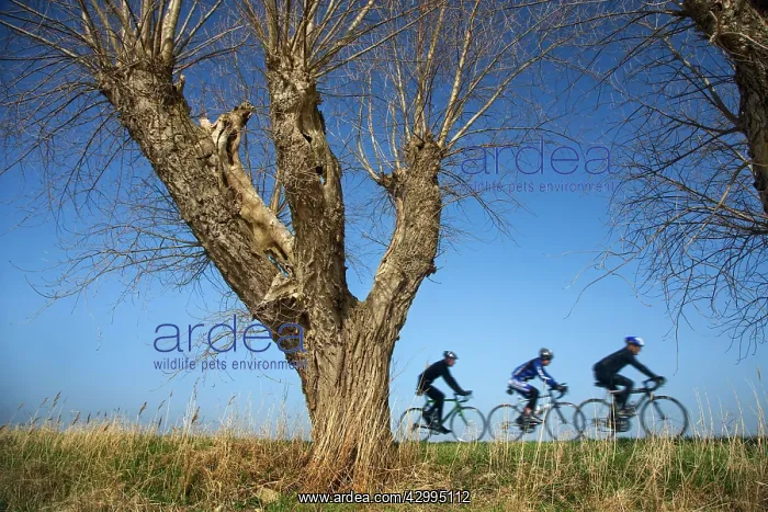 : Bikers / Cyclists - on dyke with Knotted Willow tree : Bikers / Cyclists - on dyke with Knotted Willow tree