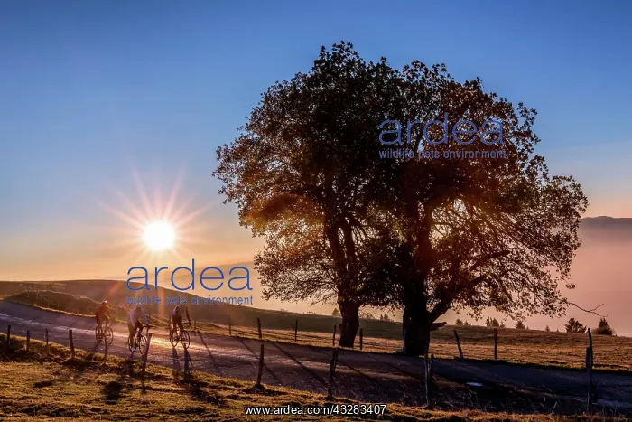 : Bikers at sunset on Mont Sal&, x8da5;, Haute-Savoie : Bikers at sunset on Mont Sal&, x8da5;, Haute-Savoie