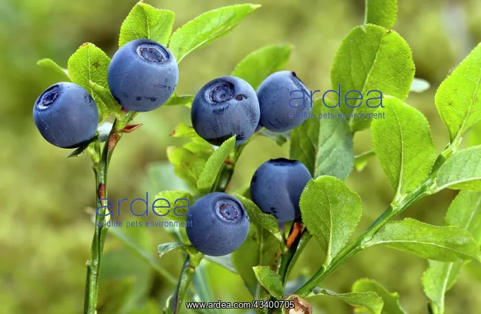 : Bilberries / Whortleberries : Bilberries / Whortleberries