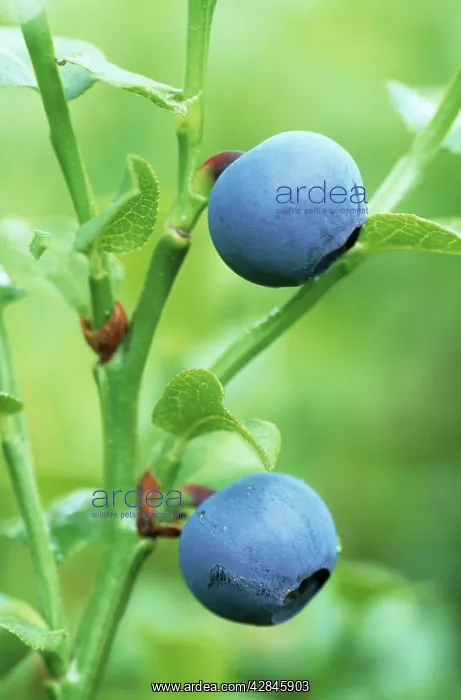  : Bilberry (Vaccinium myrtillus)