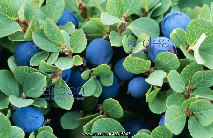 : BILBERRY / Blaeberry / Whimberry / Whortleberry - with fruit : BILBERRY / Blaeberry / Whimberry / Whortleberry - with fruit