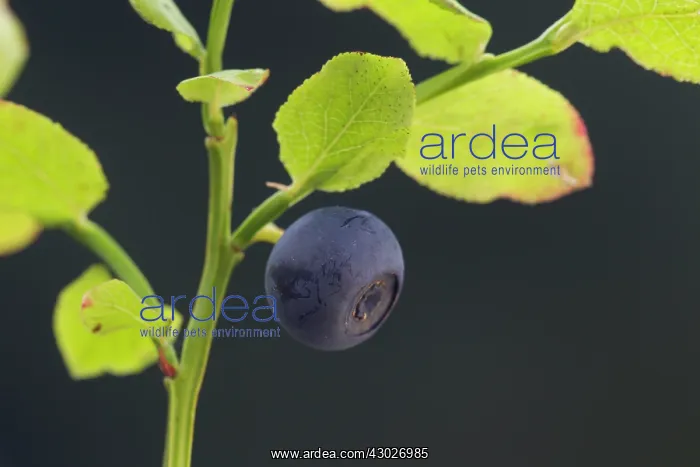 : Bilberry, Blueberry, Whinberry, Whortleberry : Bilberry, Blueberry, Whinberry, Whortleberry