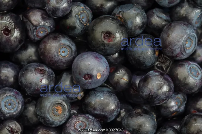 : Bilberry, Blueberry, Whinberry, Whortleberry : Bilberry, Blueberry, Whinberry, Whortleberry