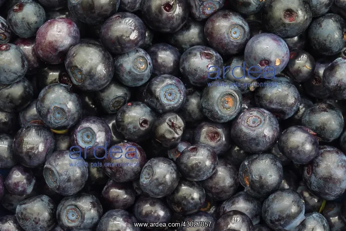 : Bilberry, Blueberry, Whinberry, Whortleberry : Bilberry, Blueberry, Whinberry, Whortleberry