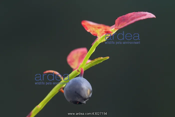 : Bilberry, Blueberry, Whinberry, Whortleberry : Bilberry, Blueberry, Whinberry, Whortleberry