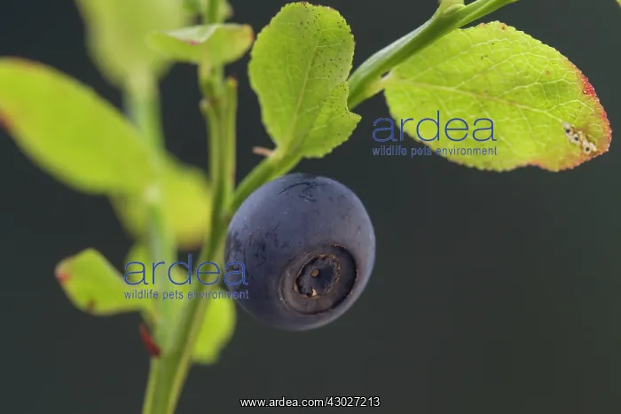 : Bilberry, Blueberry, Whinberry, Whortleberry : Bilberry, Blueberry, Whinberry, Whortleberry