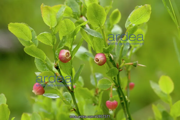 : Bilberry in flower : Bilberry in flower