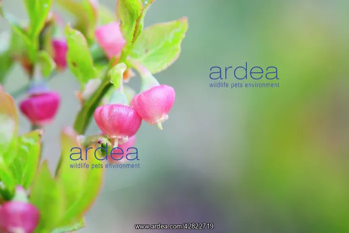 : Bilberry Flower - Spring : Bilberry Flower - Spring
