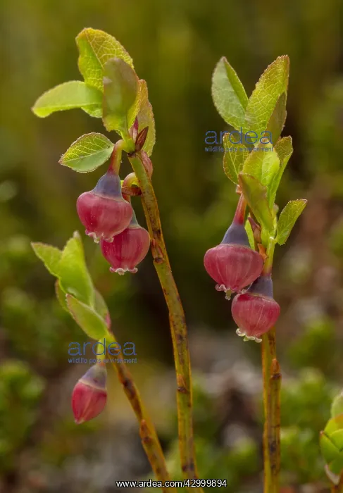 : Bilberry, Vaccinium myrtillus, in flower in spring : Bilberry, Vaccinium myrtillus, in flower in spring