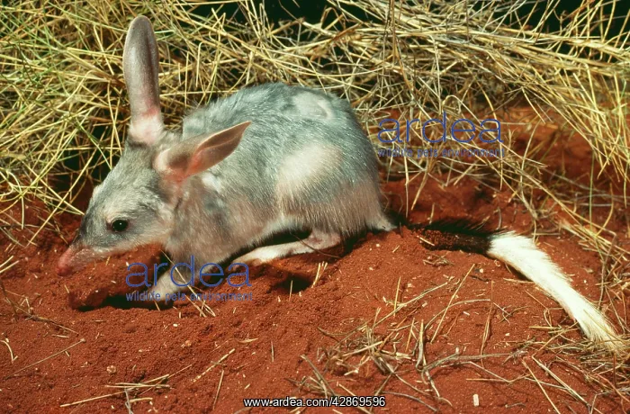 : Bilby / Rabbit-Eared Bandicoot : Bilby / Rabbit-Eared Bandicoot