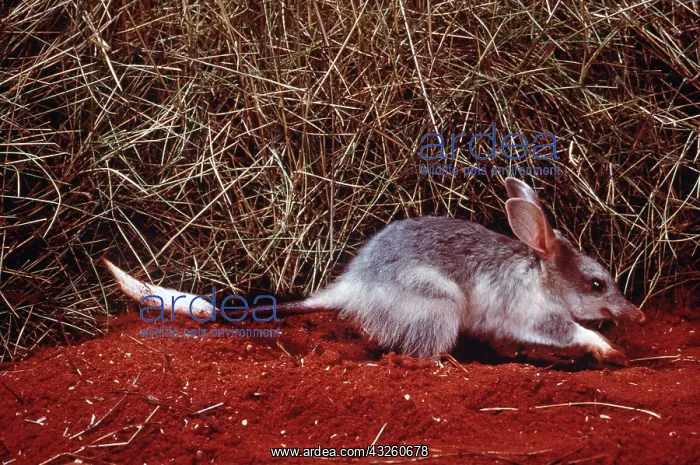 : Bilby / Rabbit-eared BANDICOOT : Bilby / Rabbit-eared BANDICOOT