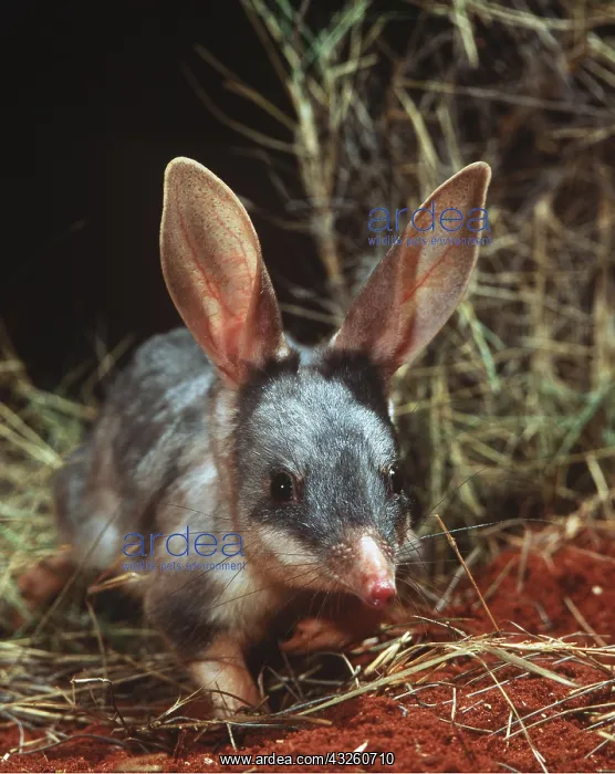 : Bilby / Rabbit-eared BANDICOOT : Bilby / Rabbit-eared BANDICOOT