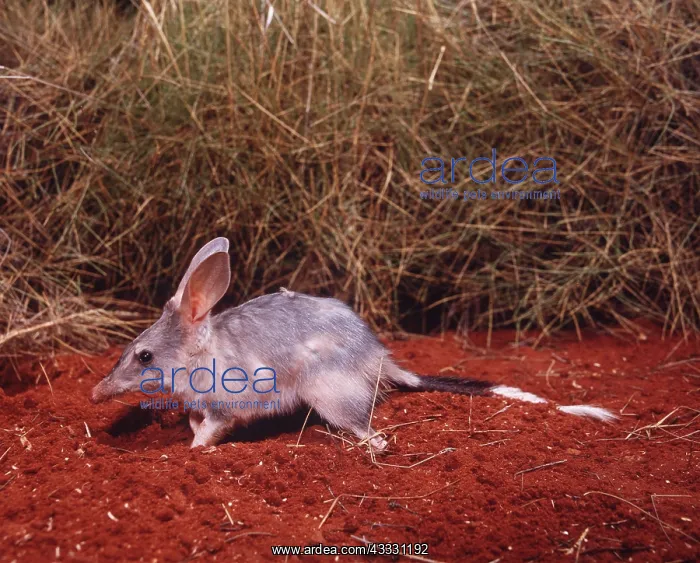: BILBY / RABBIT-EARED BANDICOOT : BILBY / RABBIT-EARED BANDICOOT