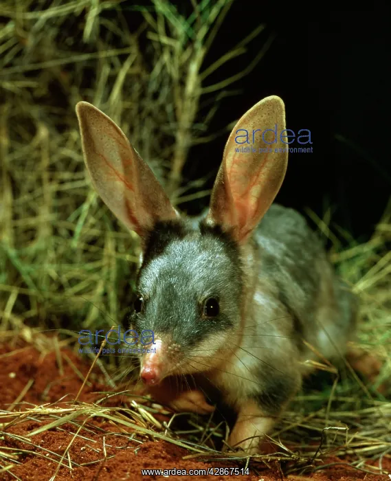 : Bilby  /  Rabbit-eared BANDICOOT - Central Australian desert