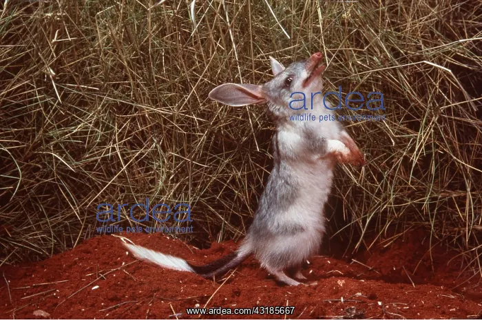 : Bilby / Rabbit-Eared Bandicoot - on hind legs, endangered : Bilby / Rabbit-Eared Bandicoot - on hind legs, endangered