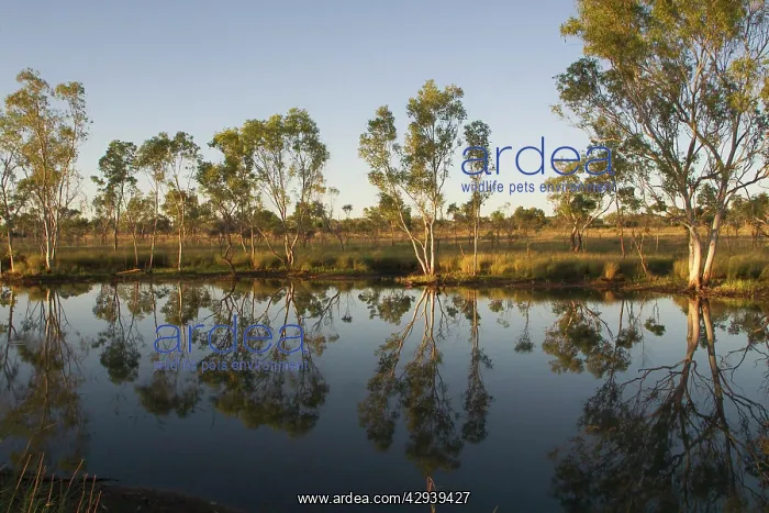 : Billabong - A billabong is a waterhole usually : Billabong - A billabong is a waterhole usually