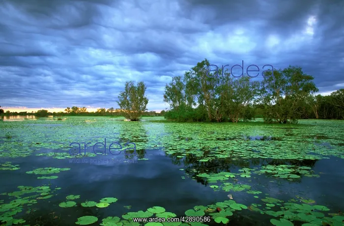 : Billabong - Yellow Water - Paperbark swamp with : Billabong - Yellow Water - Paperbark swamp with