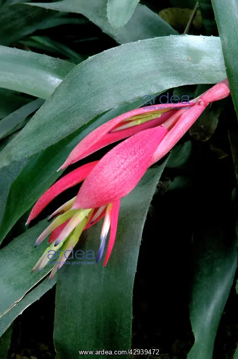  : Billbergia windii - Hybrid bromeliad - a secluded