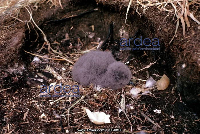 : Thin Billed Prion - chick : Thin Billed Prion - chick