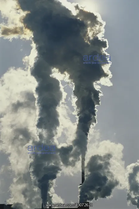: Billowing Smoke : Billowing Smoke
