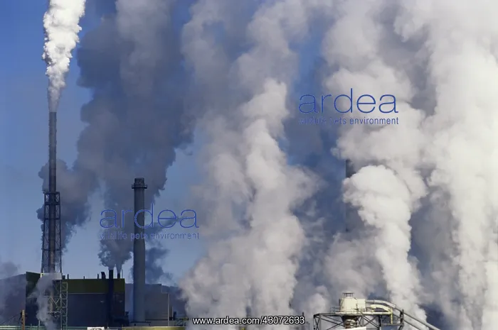 : Billowing Smoke : Billowing Smoke