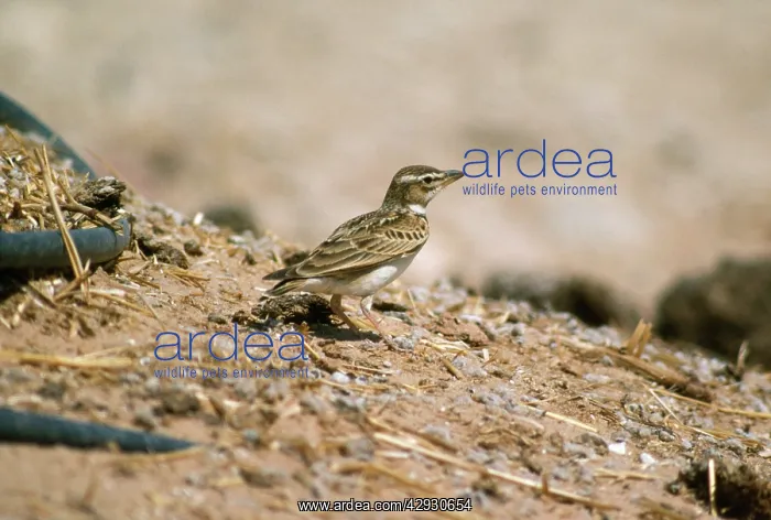  : Bimaculated Lark