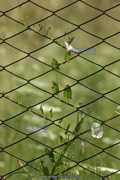 : Bindweed, Convolvulus arvensis : Bindweed, Convolvulus arvensis