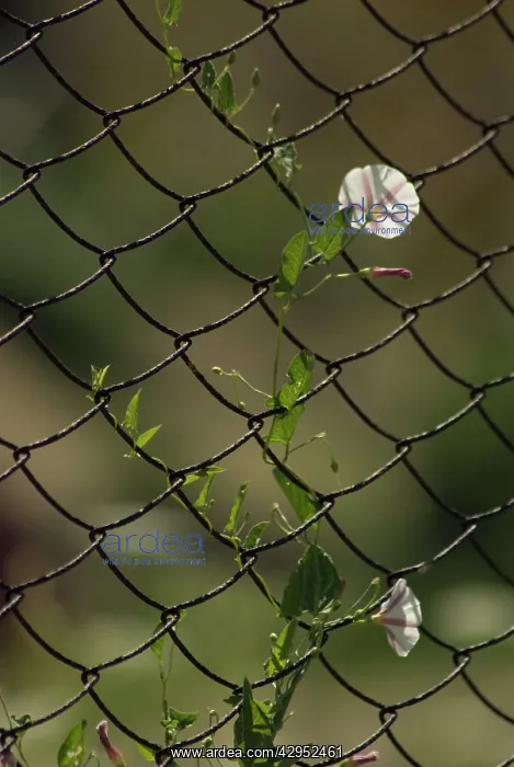 : Bindweed, Convolvulus arvensis : Bindweed, Convolvulus arvensis