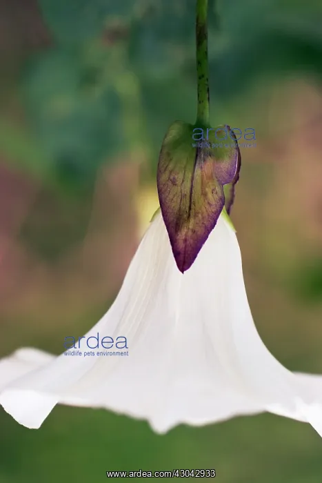 : Bindweed, Convolvulus arvensis : Bindweed, Convolvulus arvensis