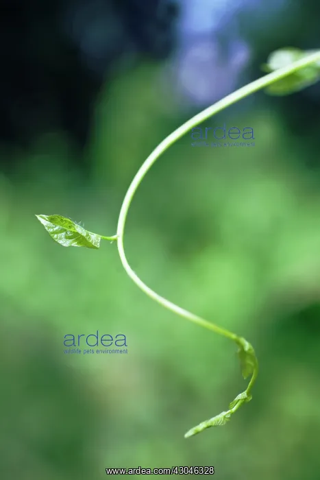 : Bindweed, Convolvulus arvensis : Bindweed, Convolvulus arvensis