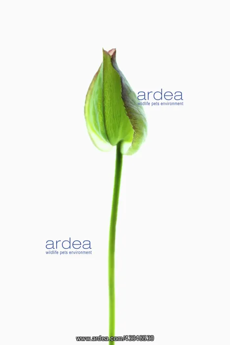 : Bindweed. Convolvulus Arvensis, Single flower pod in delicate green casing on long : Bindweed. Convolvulus Arvensis, Single flower pod in delicate green casing on long