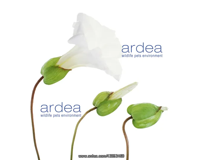 : Bindweed, Convolvulus arvensis : Bindweed, Convolvulus arvensis