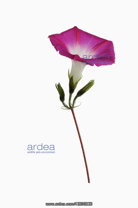 : Bindweed, Convolvulus cultivar, Red subject, White : Bindweed, Convolvulus cultivar, Red subject, White